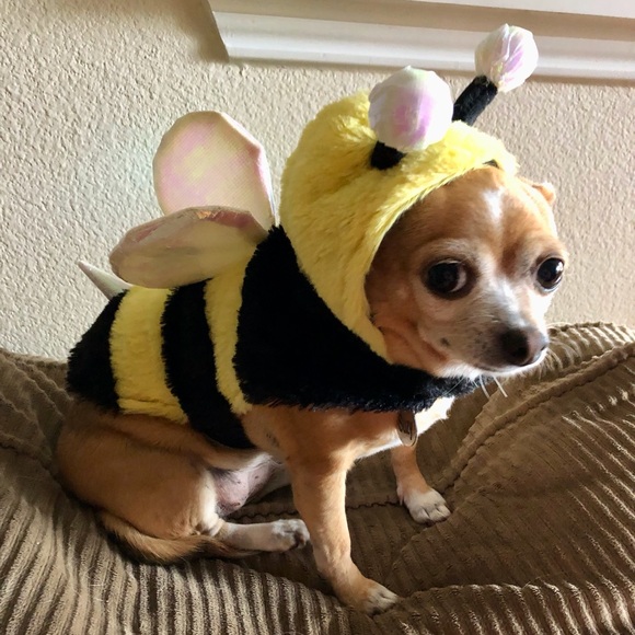 Adorable Bumblebee Halloween Costume Hoodie For Medium Dogs